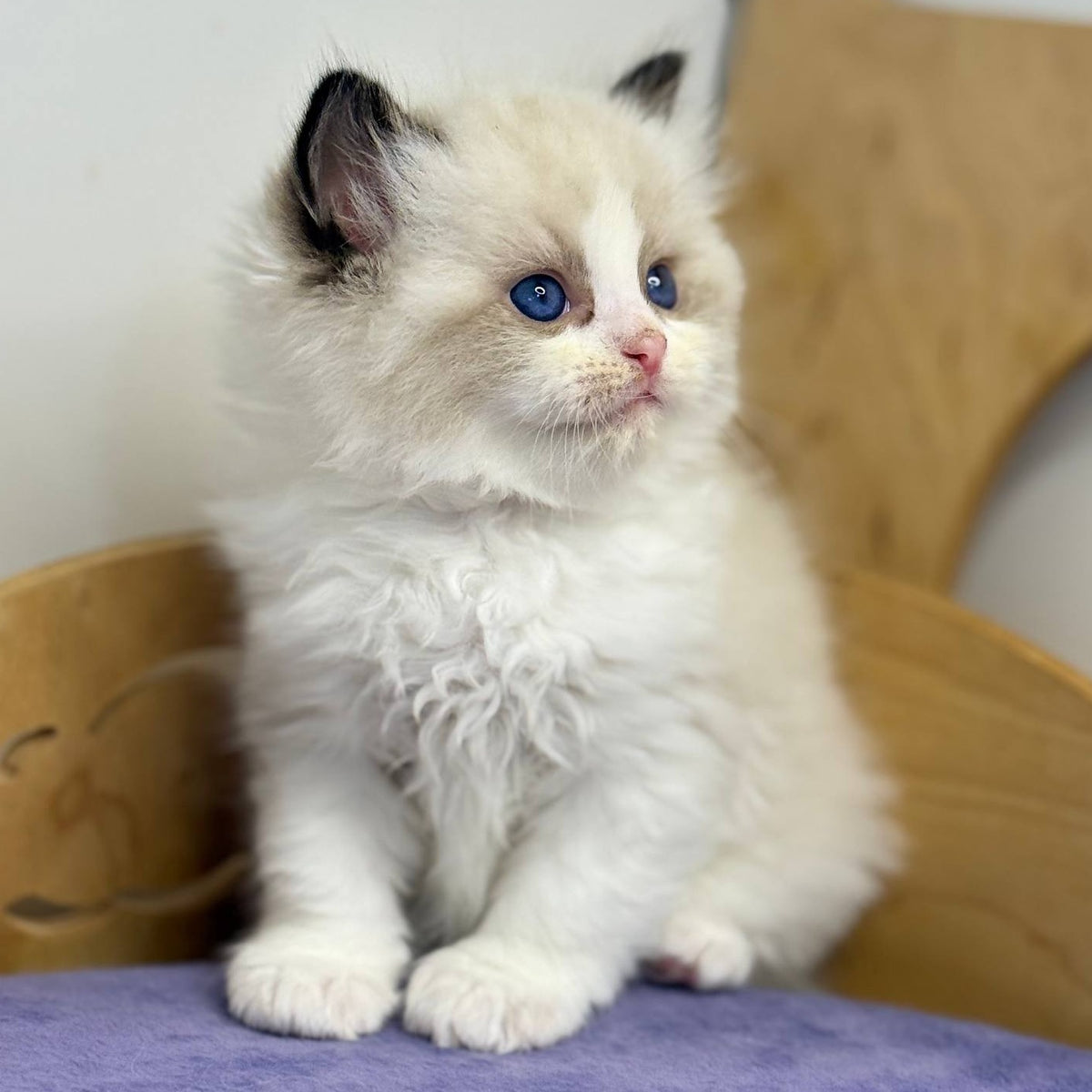 Ronald Ragdoll male, black bicolour