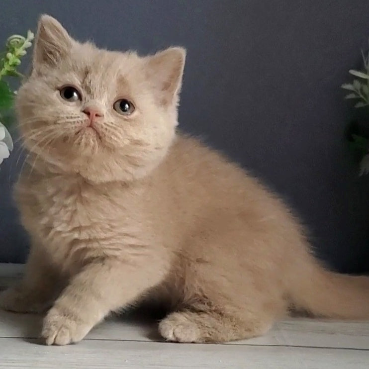 Felicia British Shorthair female, fawn