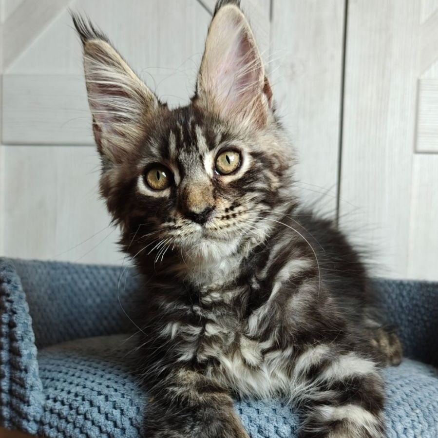 Zorro Maine Coon polydactyl 6x6x6x6 male, black silver tabby