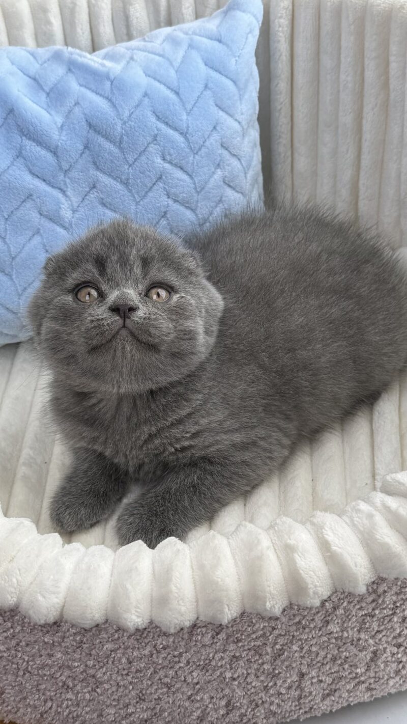 Alex Scottish Fold male, blue