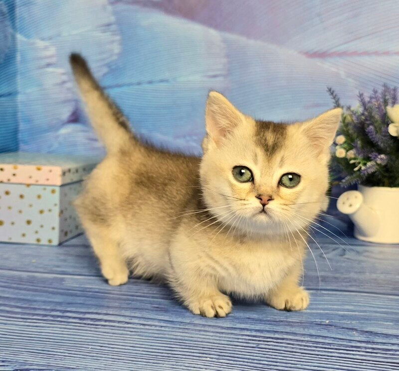 Rambo Munchkin male blue silver shaded - live animals