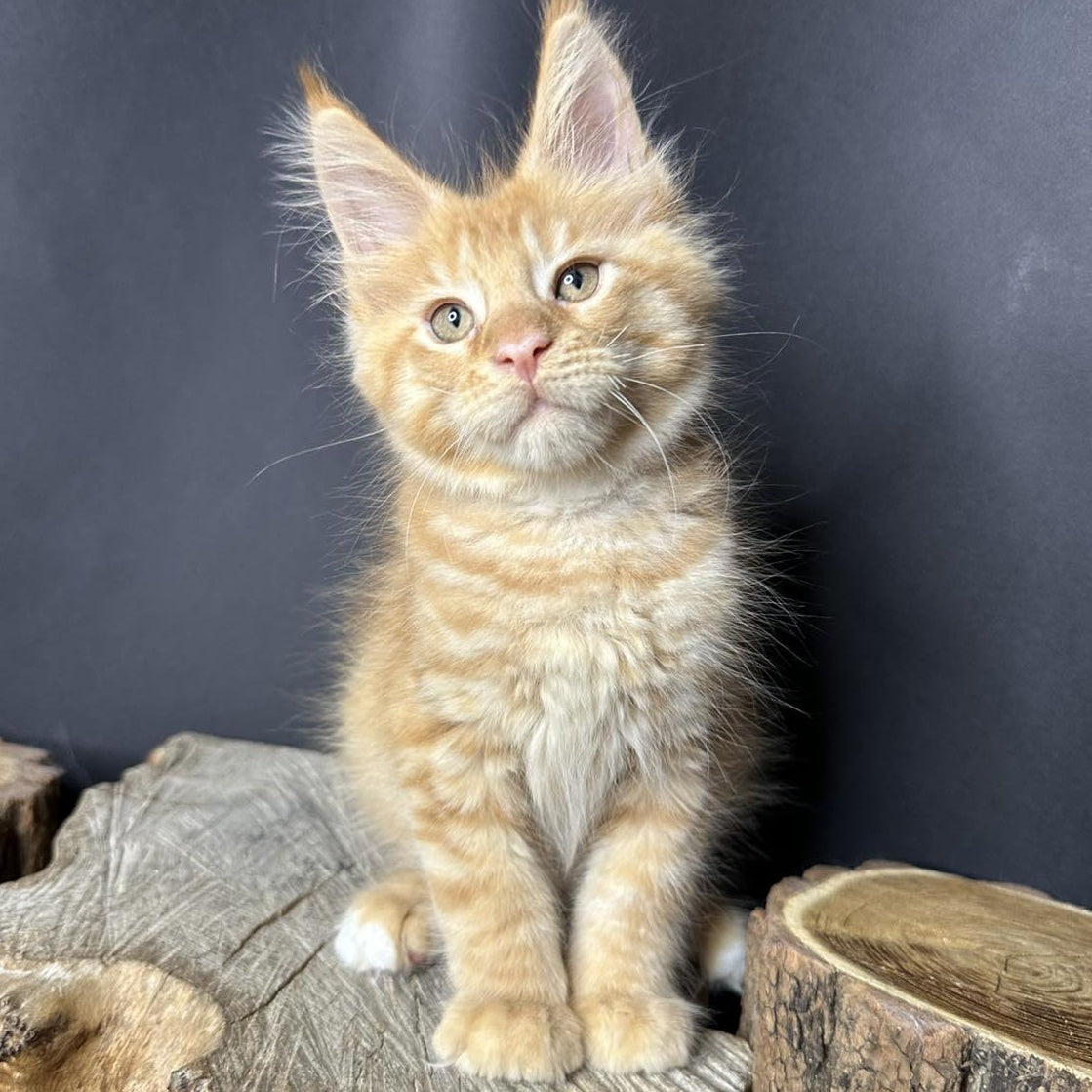 Pixel Maine Coon male, red tabby with white