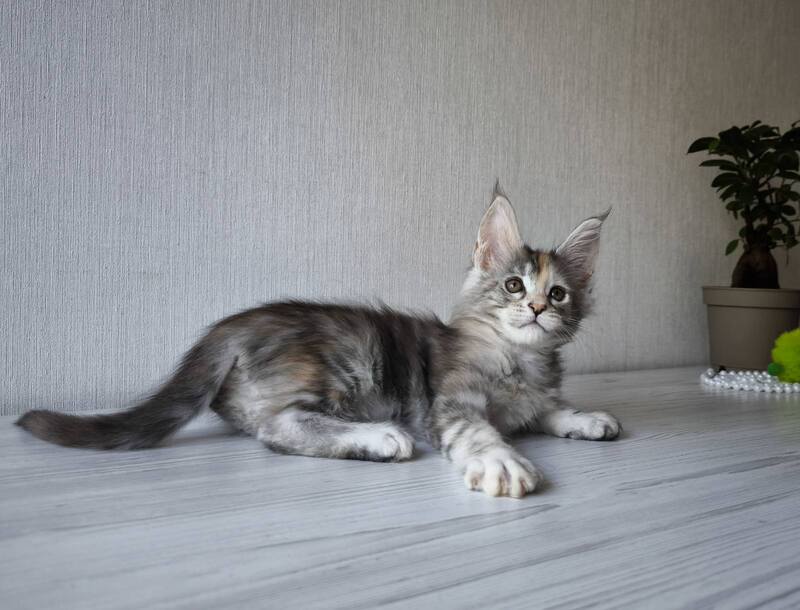 Dea Maine Coon female, black tortie silver spotted tabby