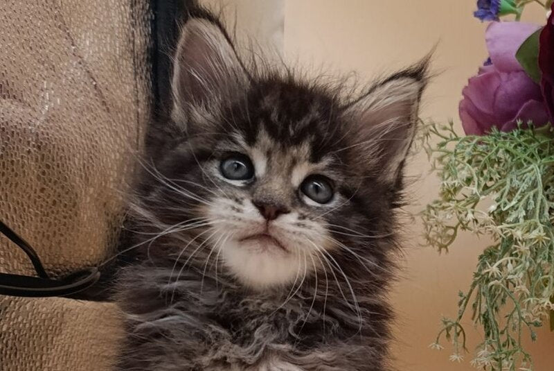 Dimitri Maine Coon male, black silver tabby