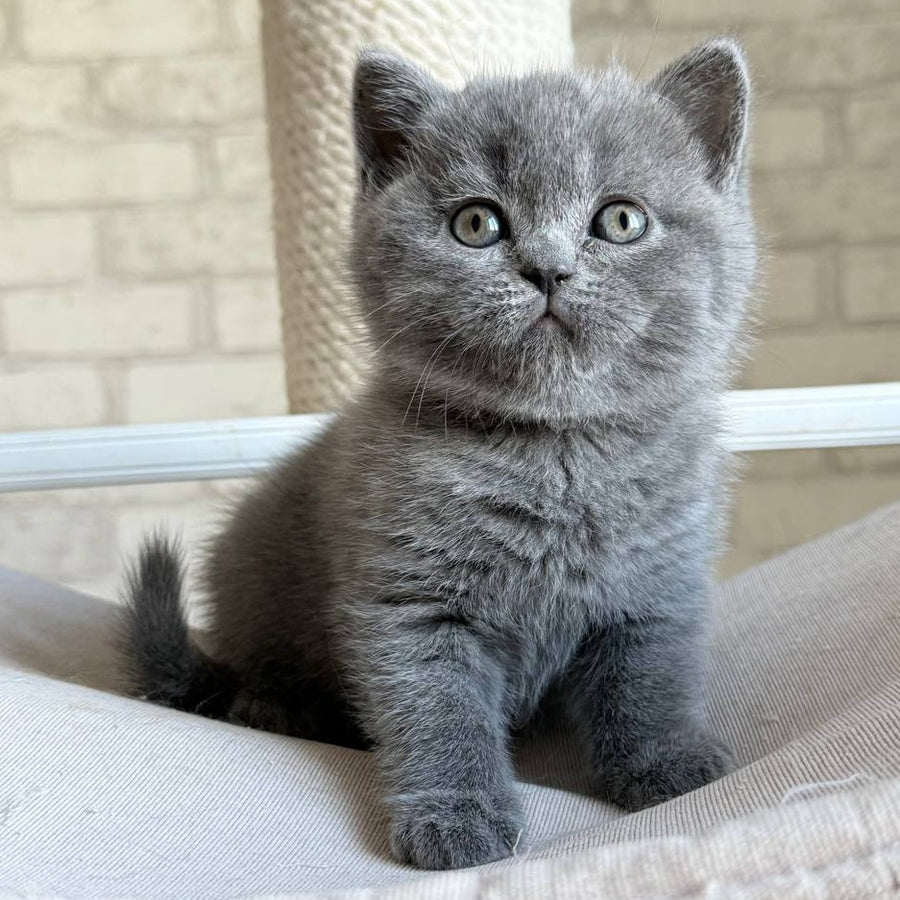 Nolan Scottish Straight male, blue