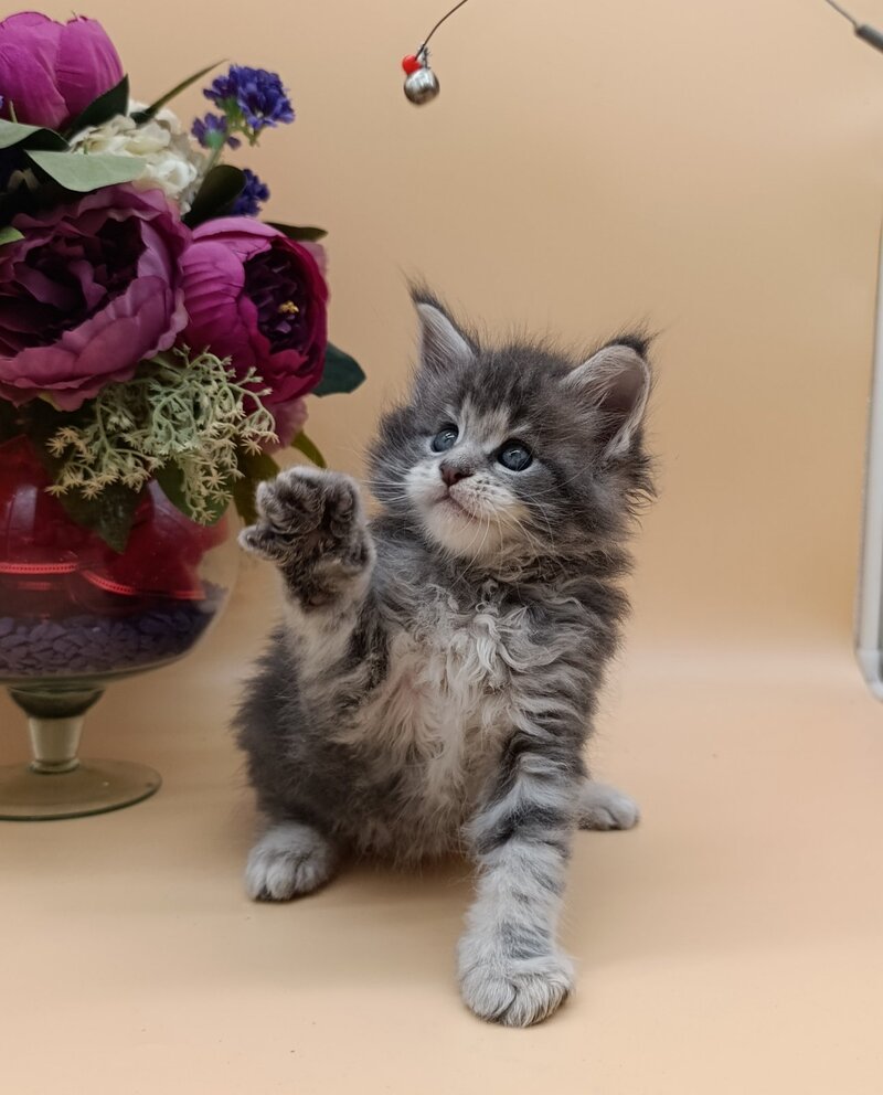 Damond Maine Coon male, blue silver tabby