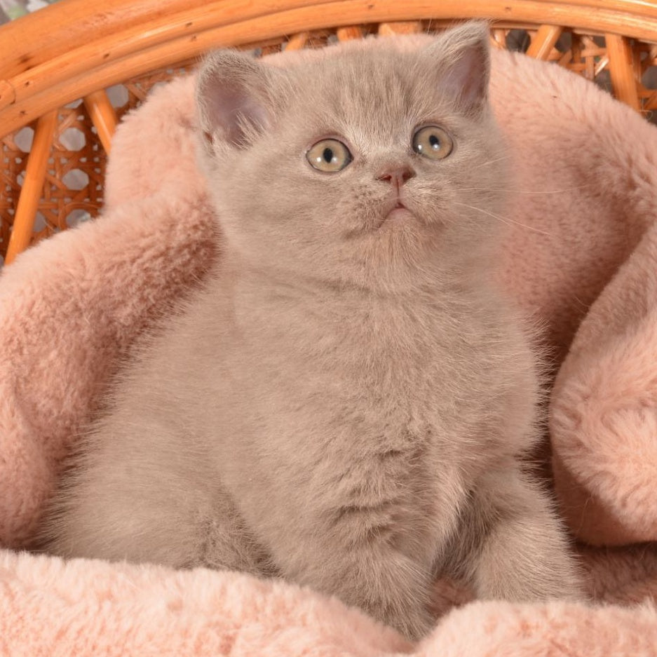 Olivka Scottish Straight female, lilac