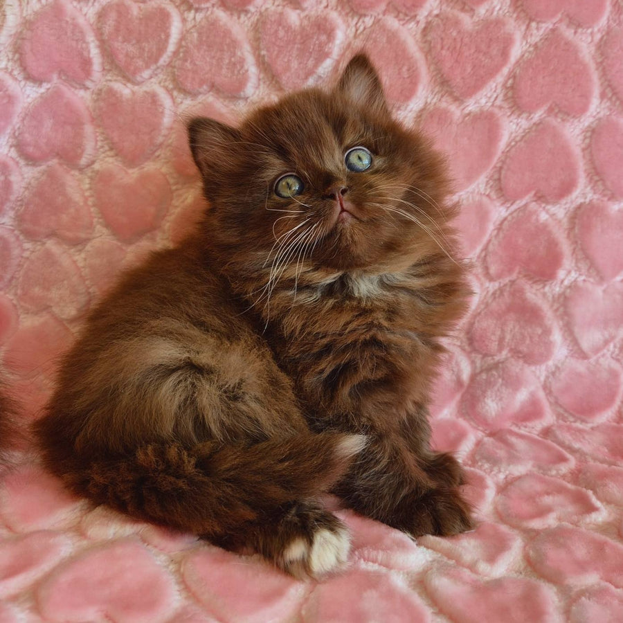 Iva British Longhair female, chocolate with white