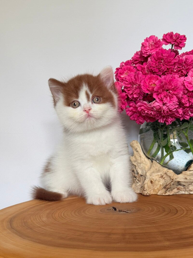 Ferris British Shorthair male, cinnamon harlequin