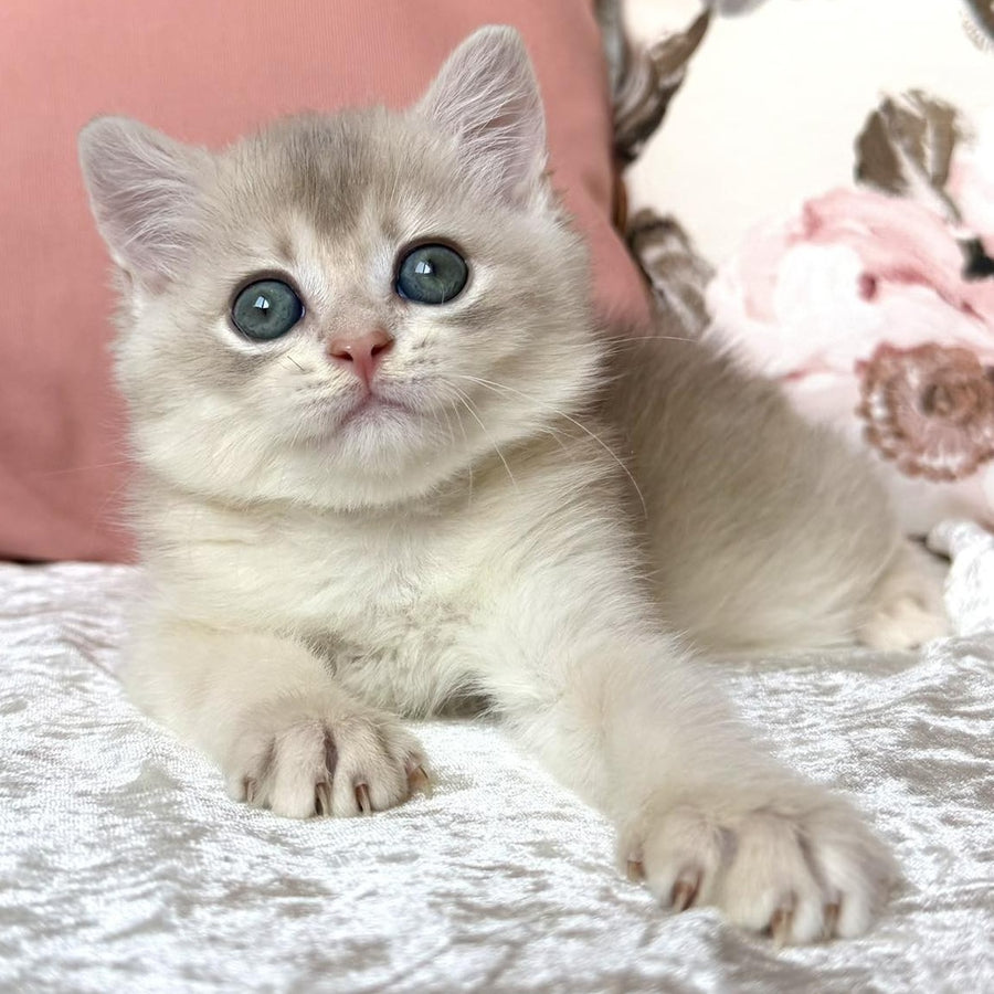 Marsik British Shorthair male, blue golden chinchilla