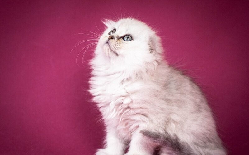 Catrina Scottish Fold female black silver shaded - live animals