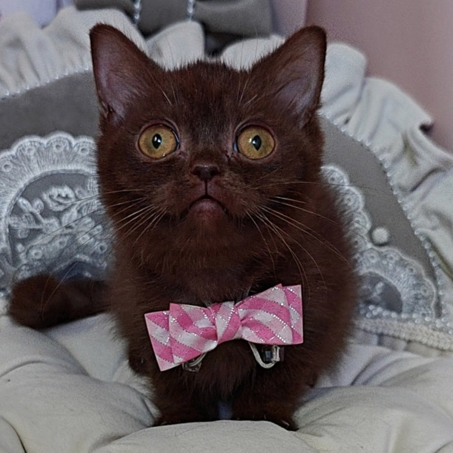 Volter British Shorthair male, chocolate