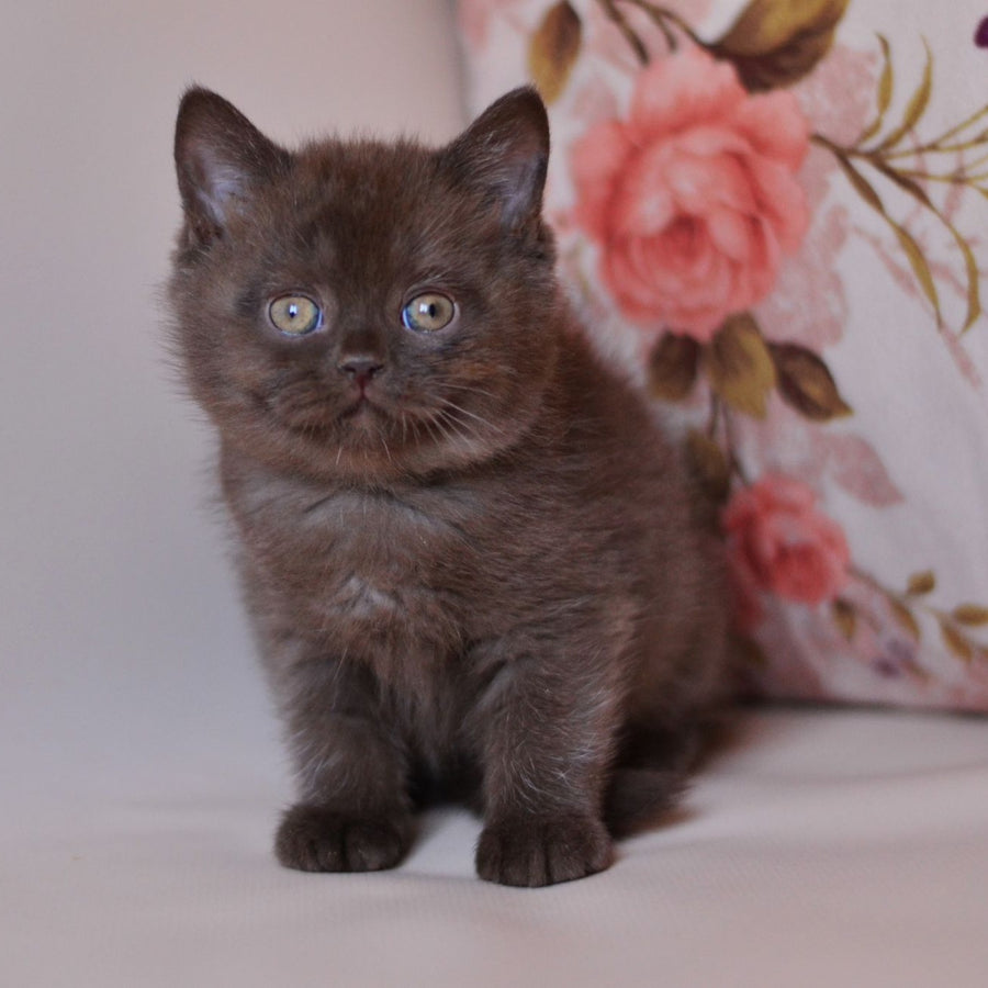 Milan British Shorthair male, chocolate