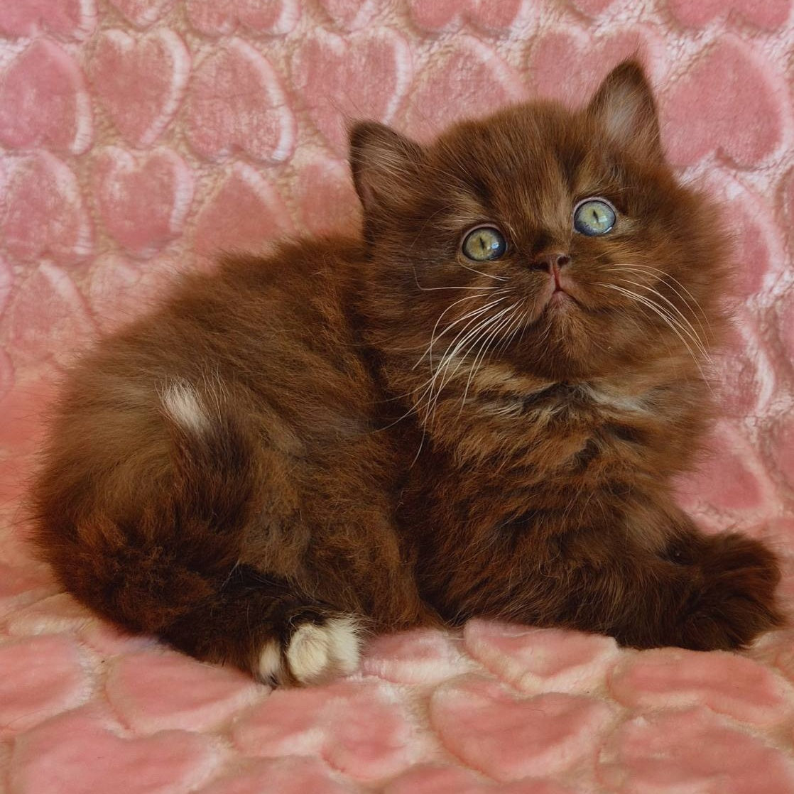 Iva British Longhair female, chocolate with white