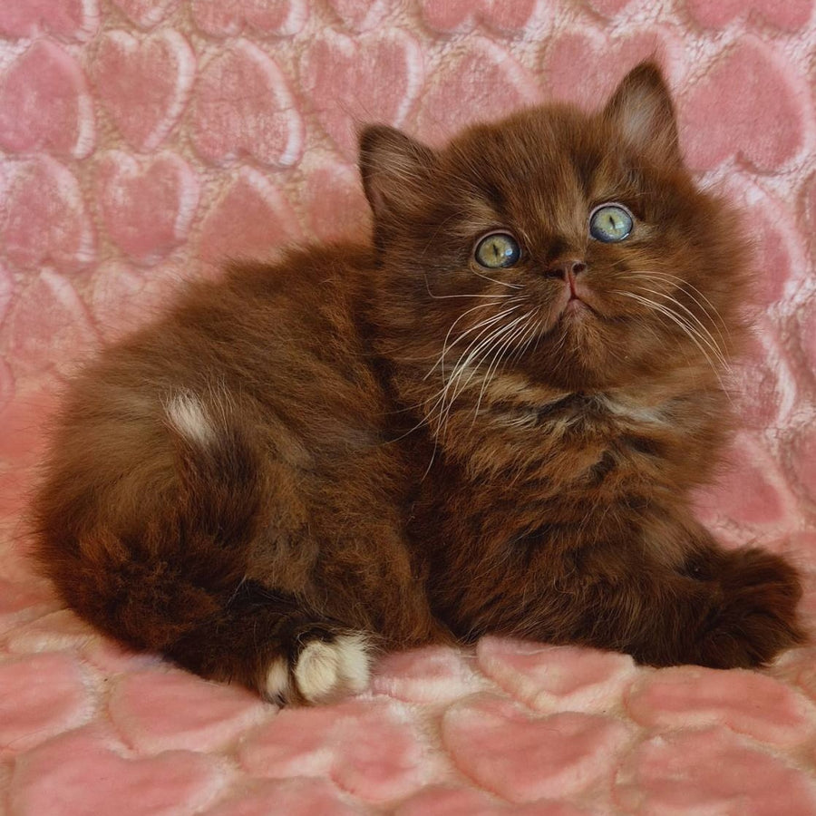 Iva British Longhair female, chocolate with white