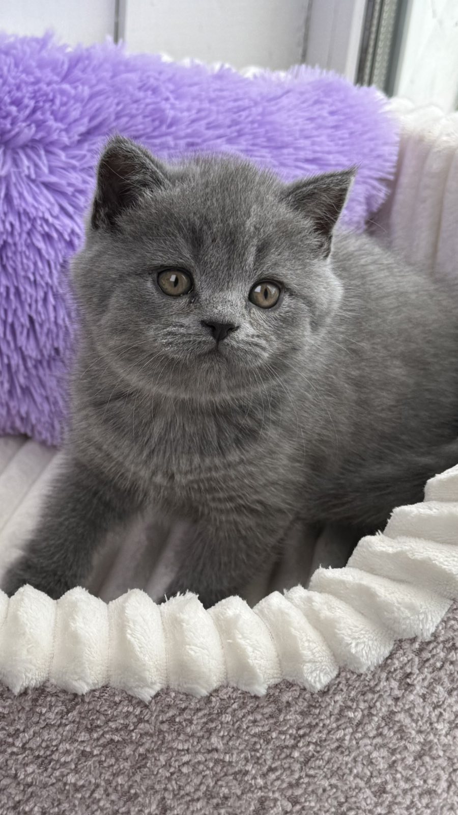 Aster Scottish Straight female, blue