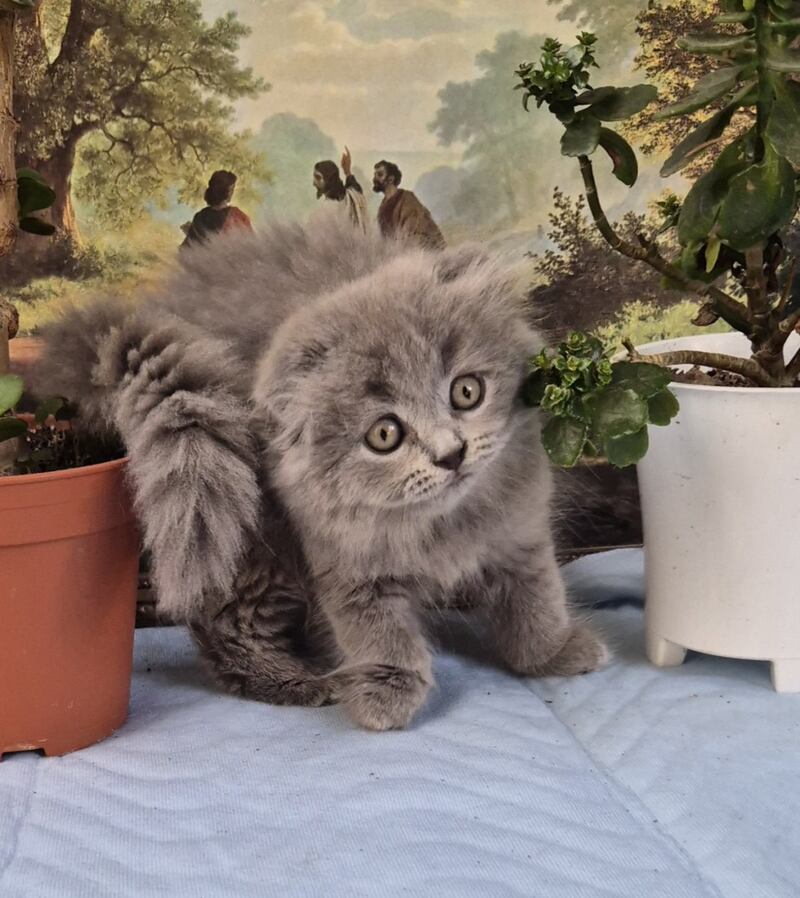 Erik Scottish Fold male, blue