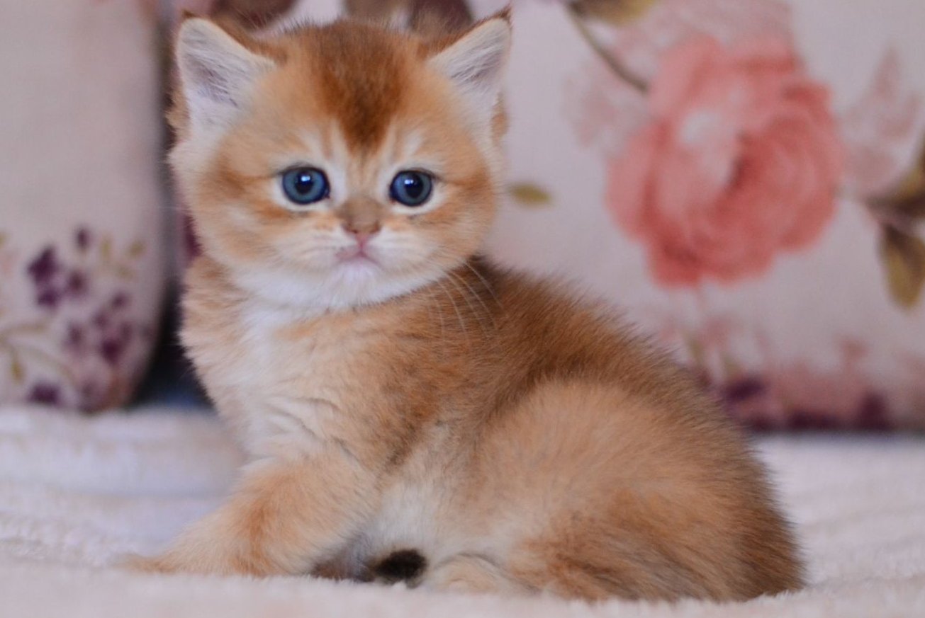 Aila British Shorthair female, black golden shaded
