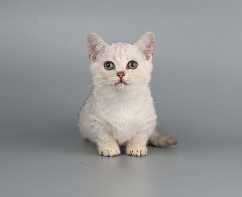 West Munchkin male, chocolate silver shaded