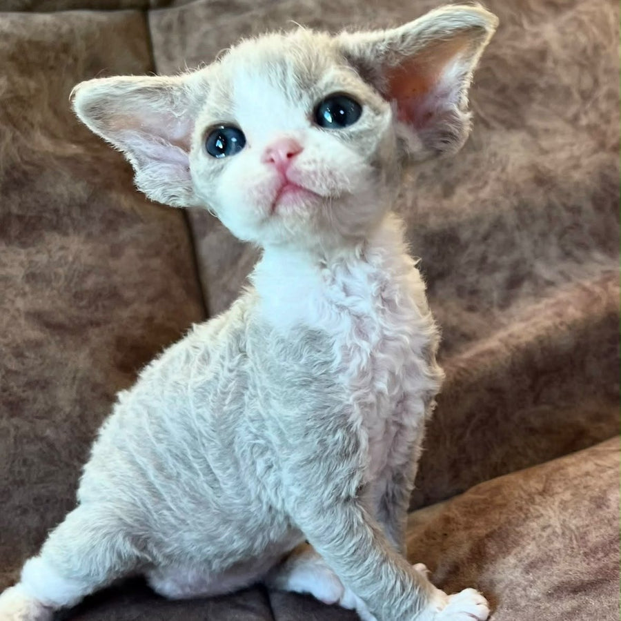 Vasilisa Devon Rex female, lilac bicolour