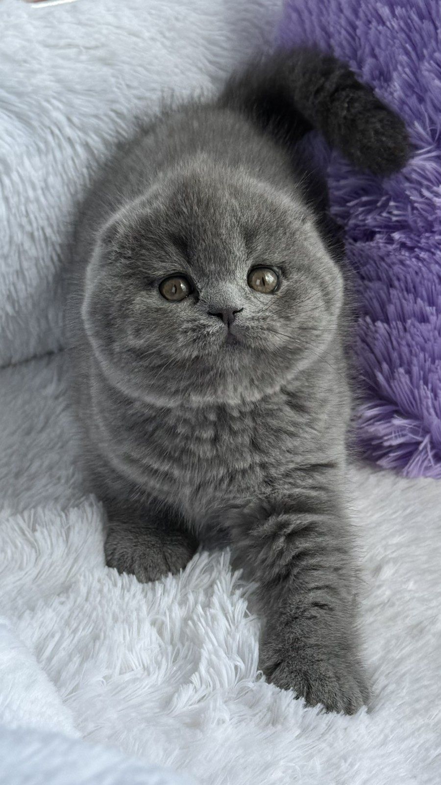 Yasmin Scottish Fold female, blue