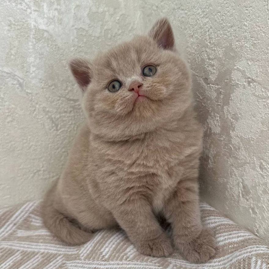 Adel British Shorthair female, fawn
