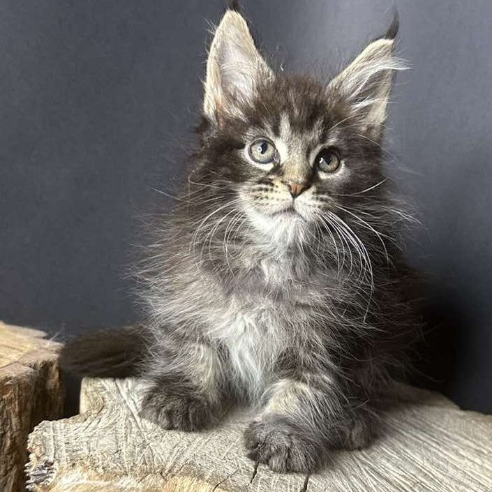 Sandra Maine Coon female, black silver ticked tabby