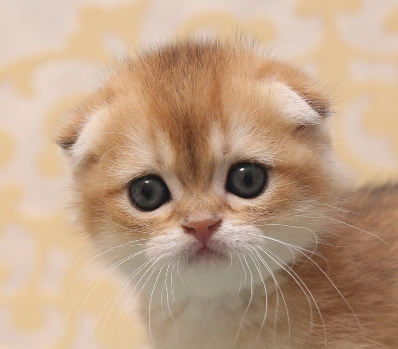 Greta Scottish Fold female black golden shaded - live animals