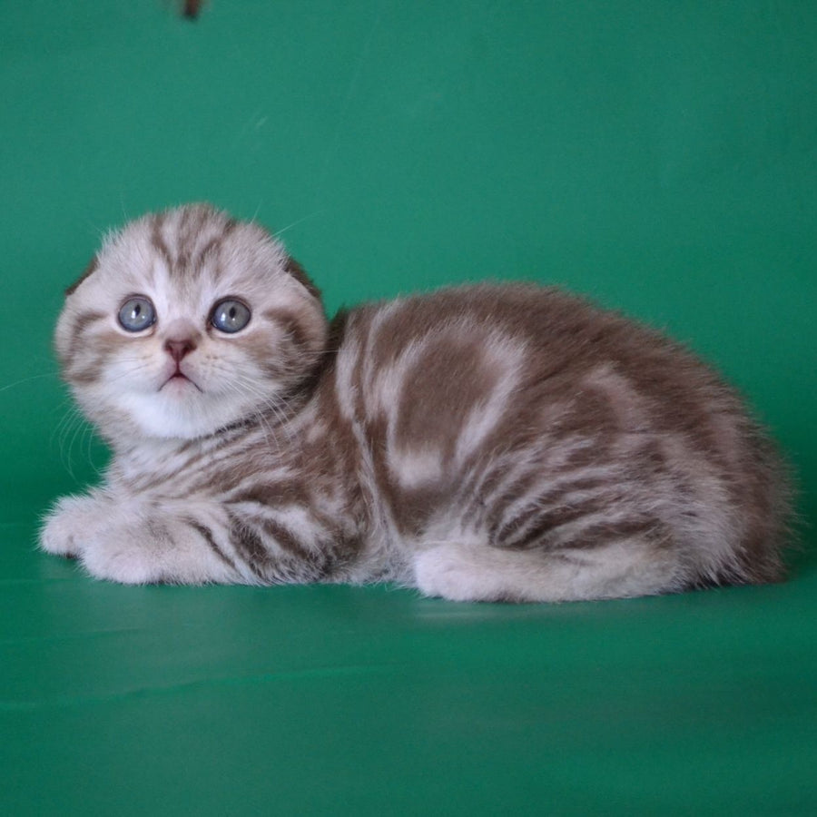 Prima Scottish Fold female, chocolate silver tabby