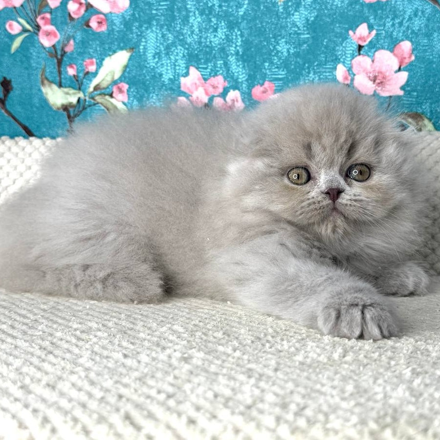 Kitty Scottish Fold female, lilac