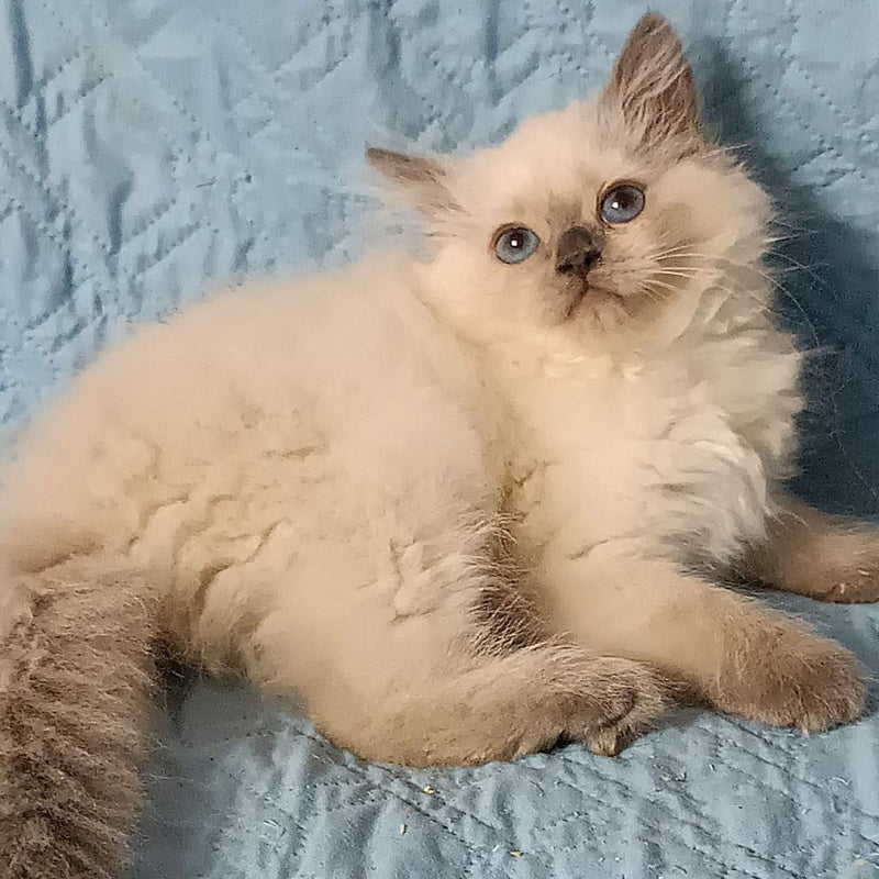 Dona Siberian female, blue pointed