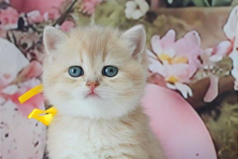 Fialka British Shorthair female blue golden chinchilla live animals