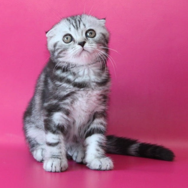 Sienna Scottish Fold female, black silver tabby