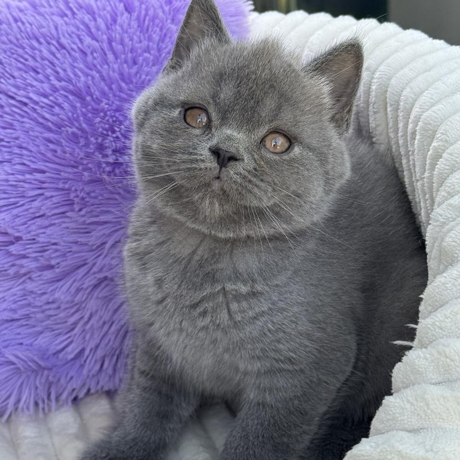 Vanessa Scottish Straight female, blue