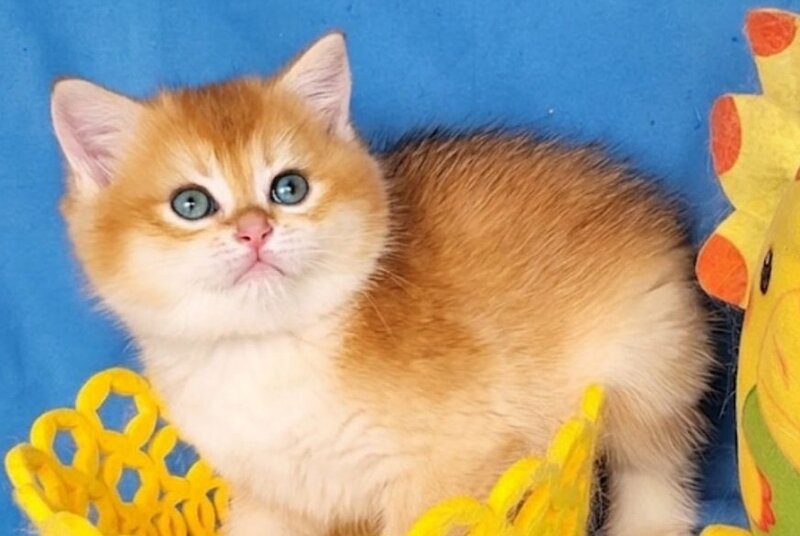 Xenon British Shorthair male, black golden chinchilla