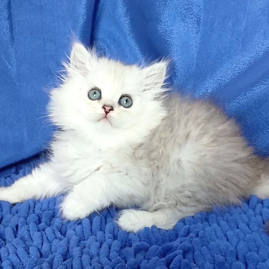 Regina Persian female, black silver shaded