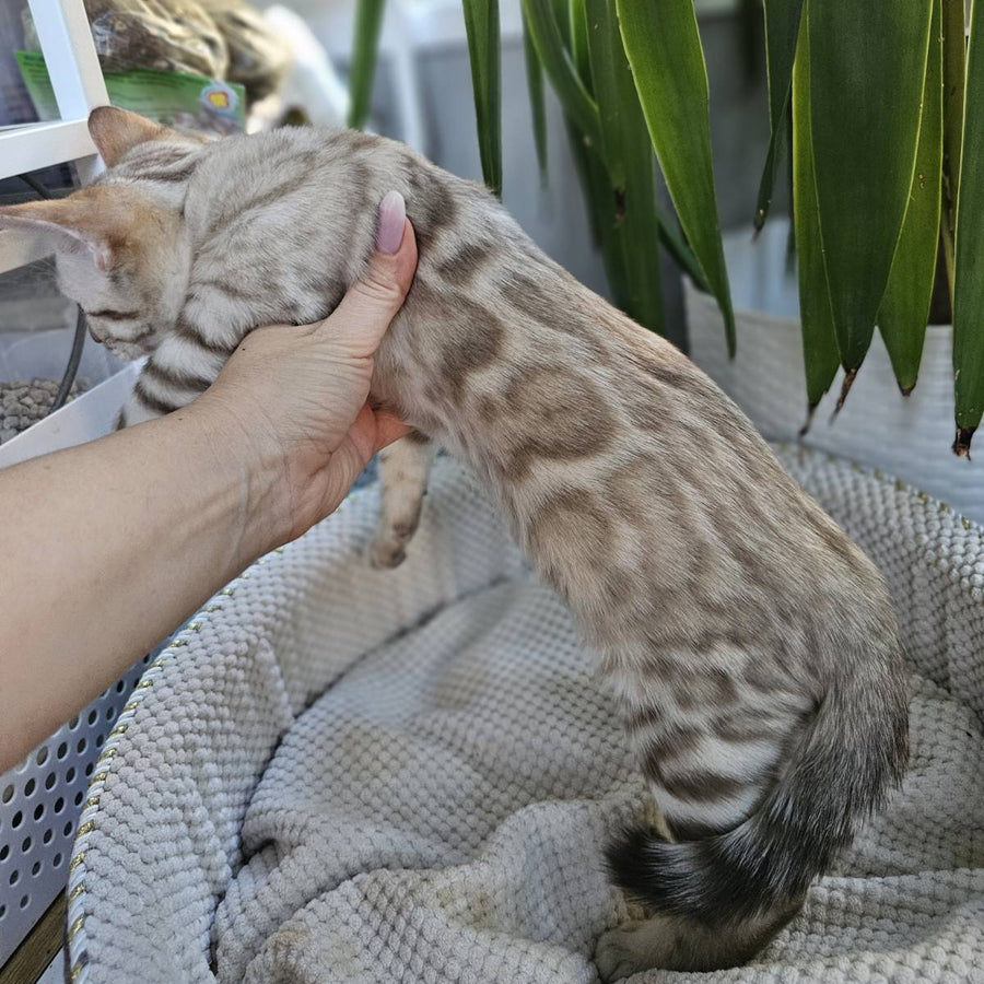 Vanilla  Ice Bengal male, black spotted tabby pointed