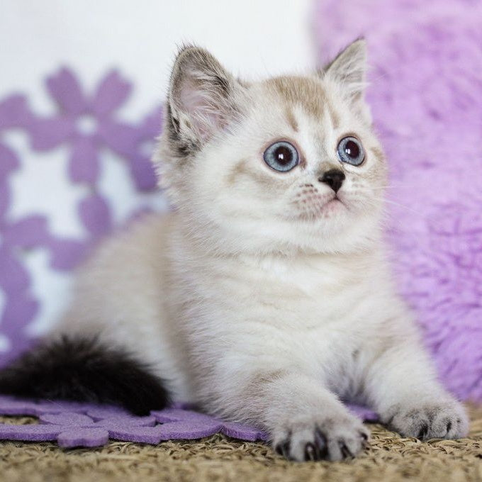 Uoker Scottish Straight male, black ticked tabby pointed