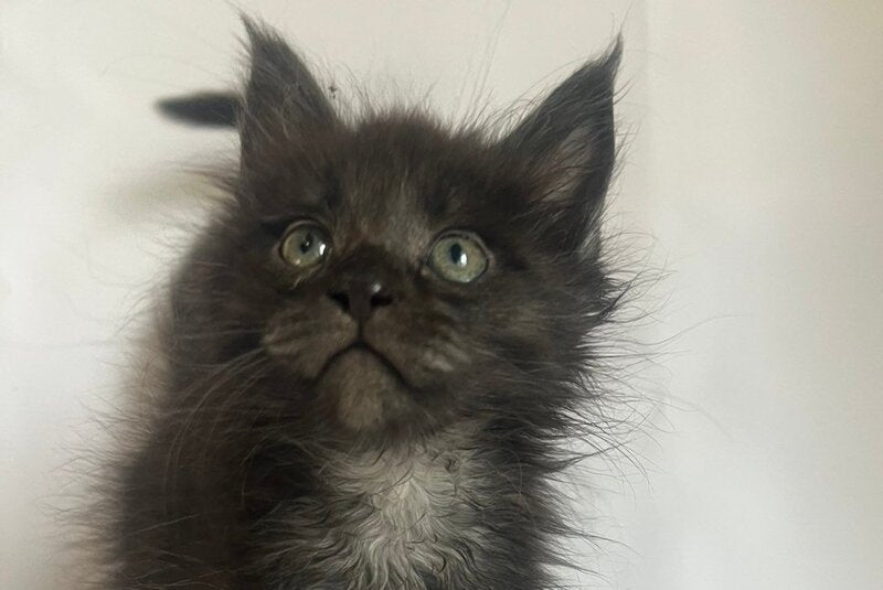 Fantasy Maine Coon female black - live animals