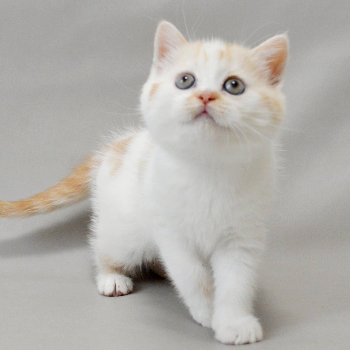 Xenia Scottish Straight female, red silver tabby bicolour