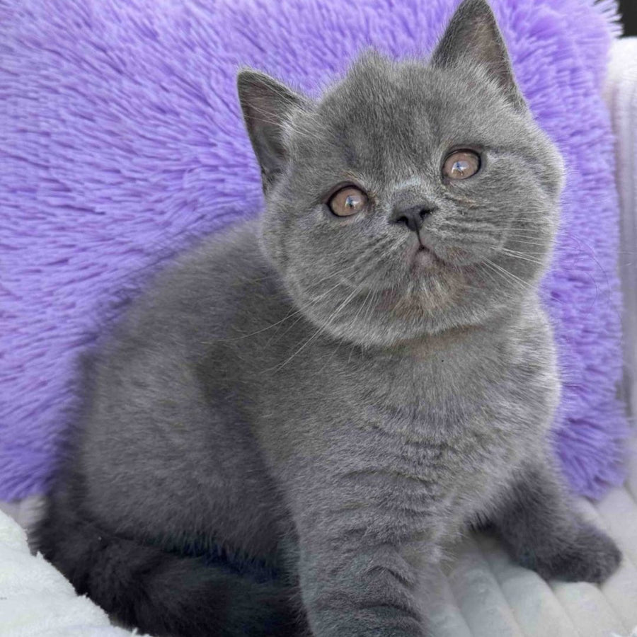 Vanessa Scottish Straight female, blue