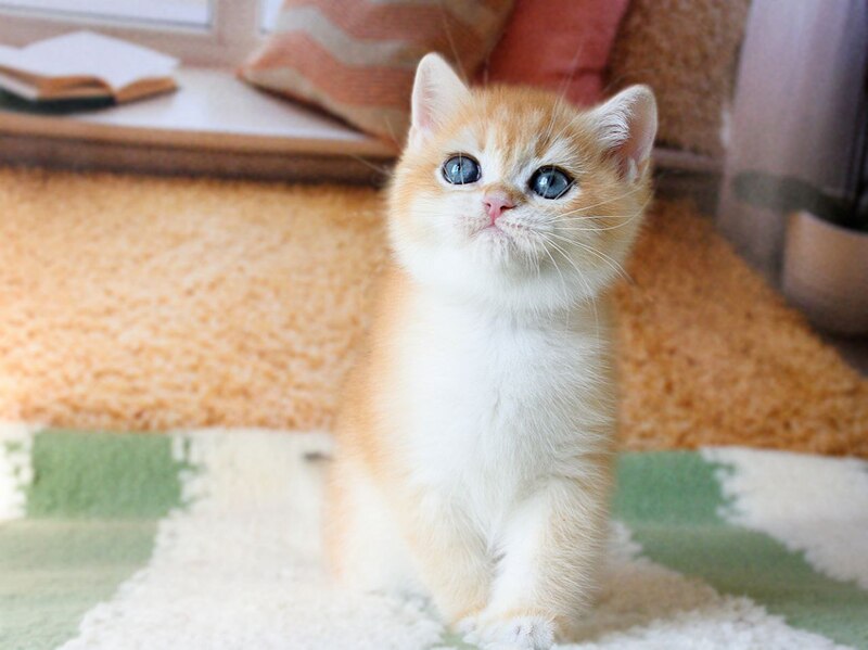 Vasyl British Shorthair male, black golden chinchilla