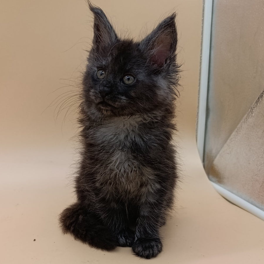 Odin Maine Coon male, black silver