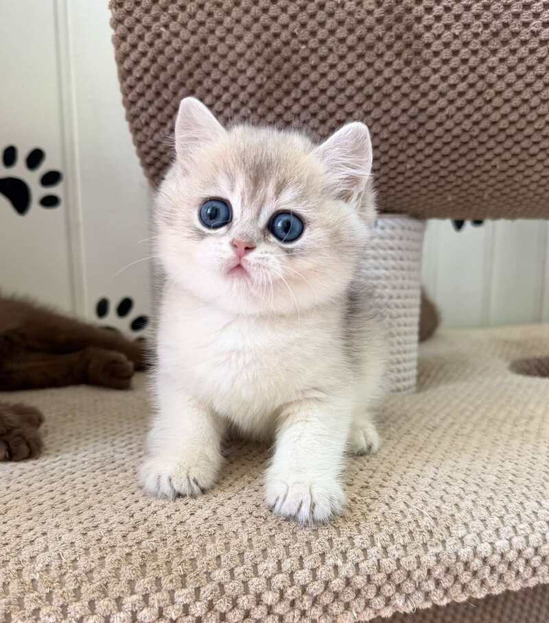 Cristian British Shorthair male, blue golden shaded