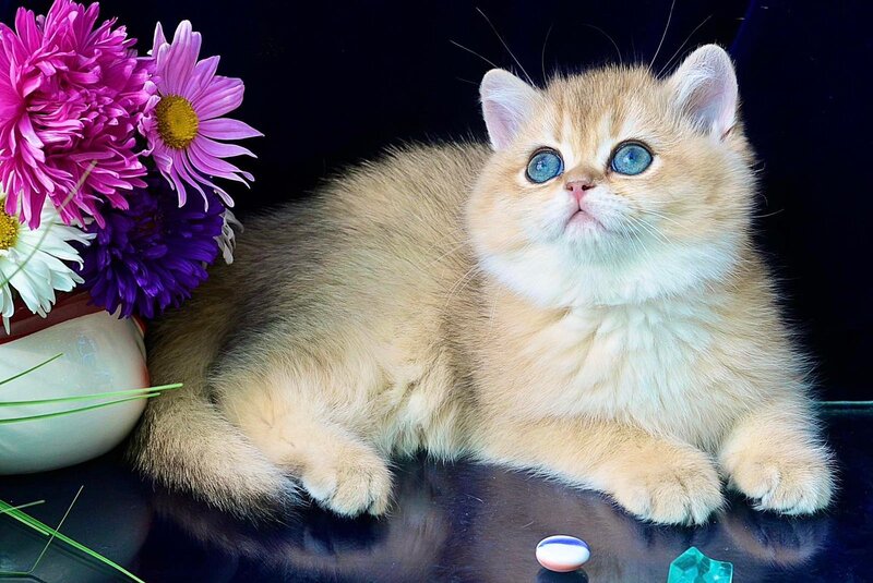 Rosalie British Shorthair female, chocolate golden shaded
