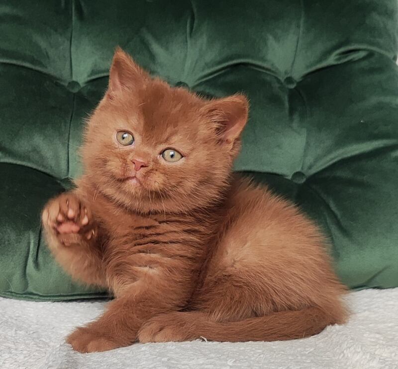 Umi British Shorthair male cinnamon - live animals