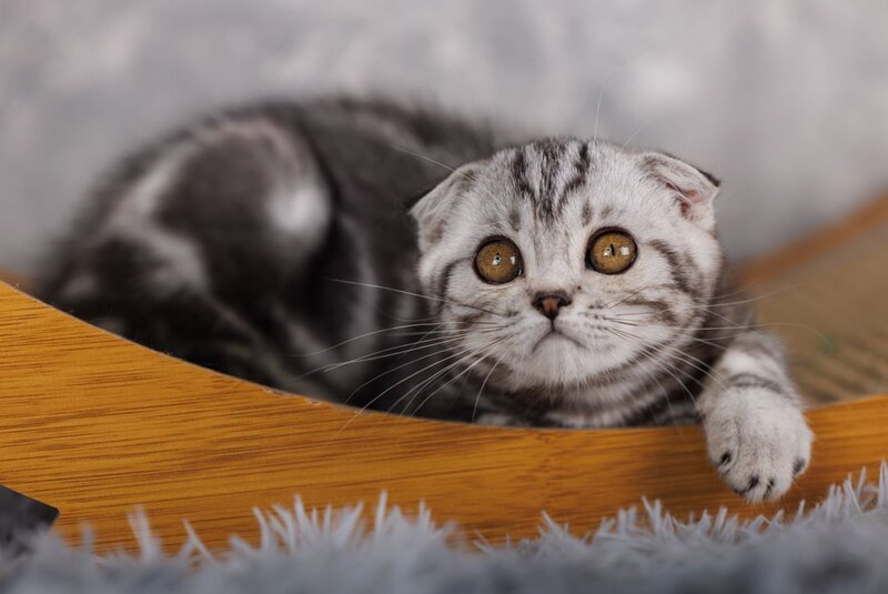 Poema Scottish Fold female, black silver tabby