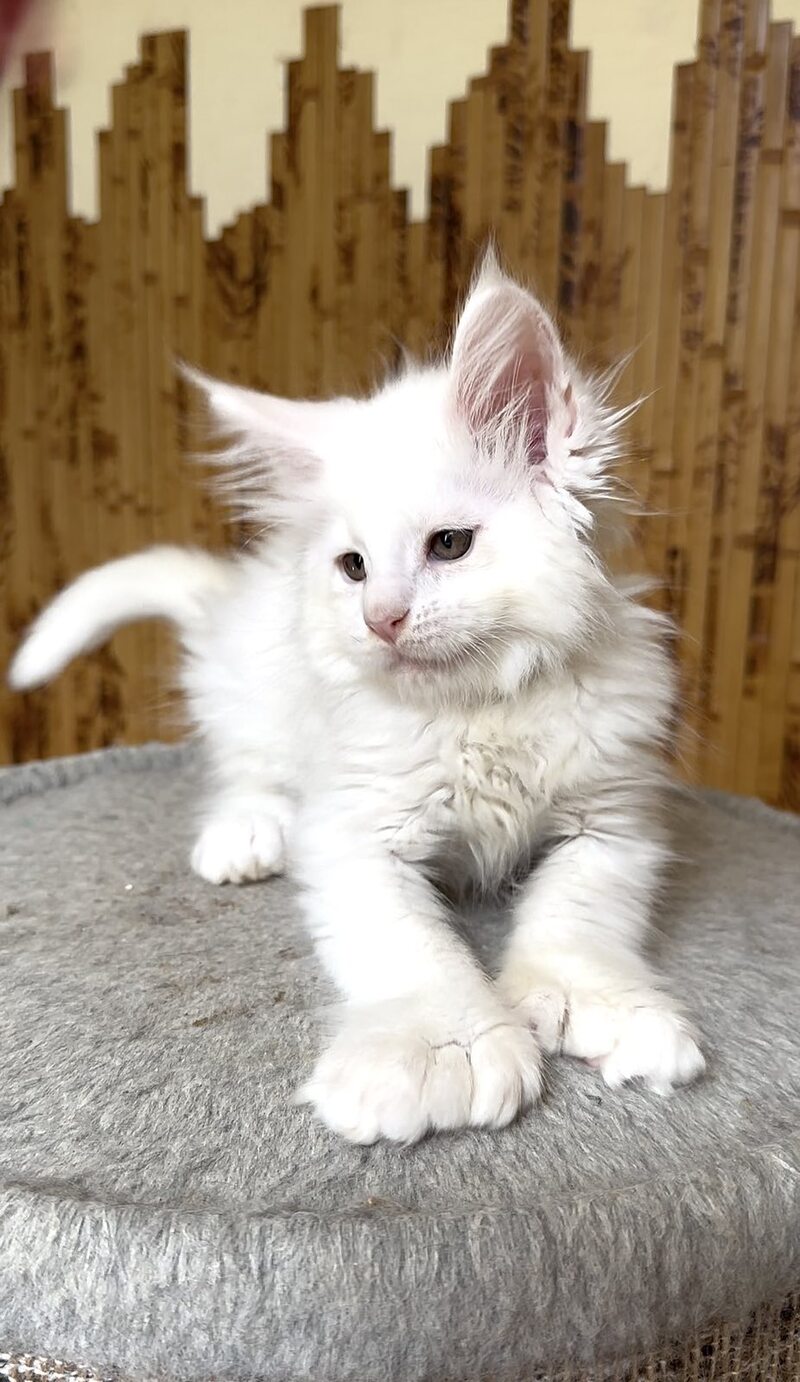 Sebastian Maine Coon polydactyl male, white