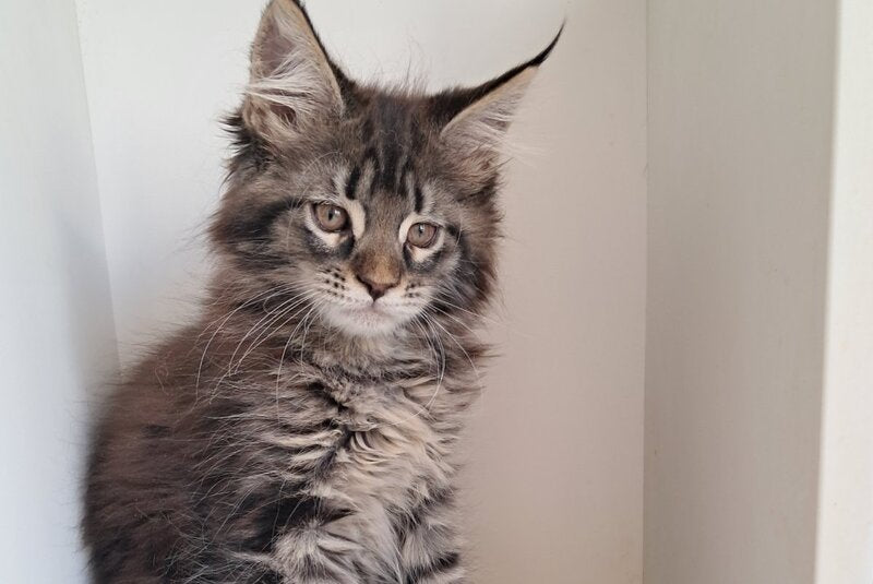 X-Adel Maine Coon female, black tabby