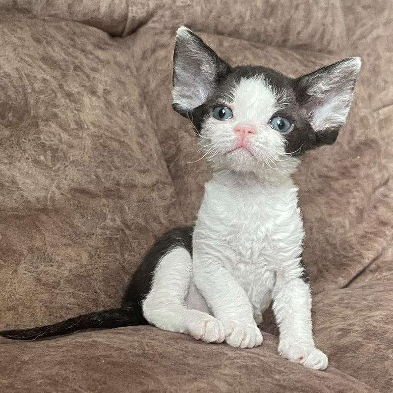 Vlada Devon Rex female, black bicolour